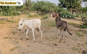 Donkeys Videos That Will Make You Laugh – Watch Till End!