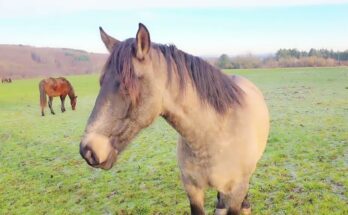 Herd of Horses Crossing the River