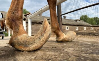 LONG HOOVES on ARABIAN STUD – Horse Restoration