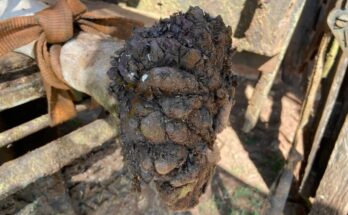 Overcoming the Biggest of All – An Inspiring Story of Resilience