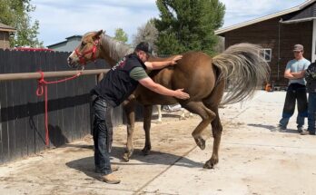 dangerous mare kicks farrier
