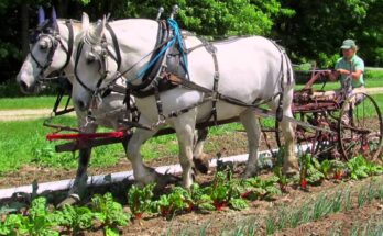 Introduction to Draft Animal Power – Learn How Animals Help in Farming and Transport