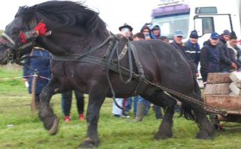 Draught Horses Singles Test – Grindeni