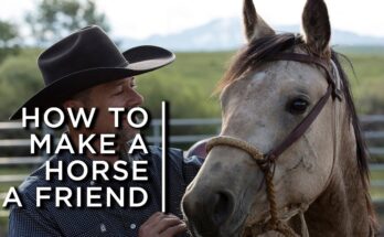 How to Make a Horse a Friend | One Cowboy’s Partnership with Horses