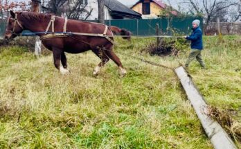 🔥FOR SALE ⁉️ Incredible, Hardy, Reliable, Healthy HORSE✅