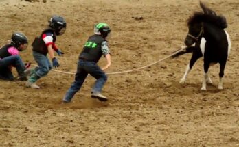 Wild Pony Races - Fort Dodge, IA | Thrills and Speed!