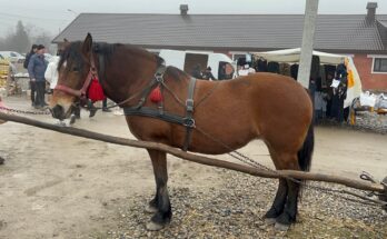Animal Market – A Fascinating Look at Livestock Trading 🐄🐐